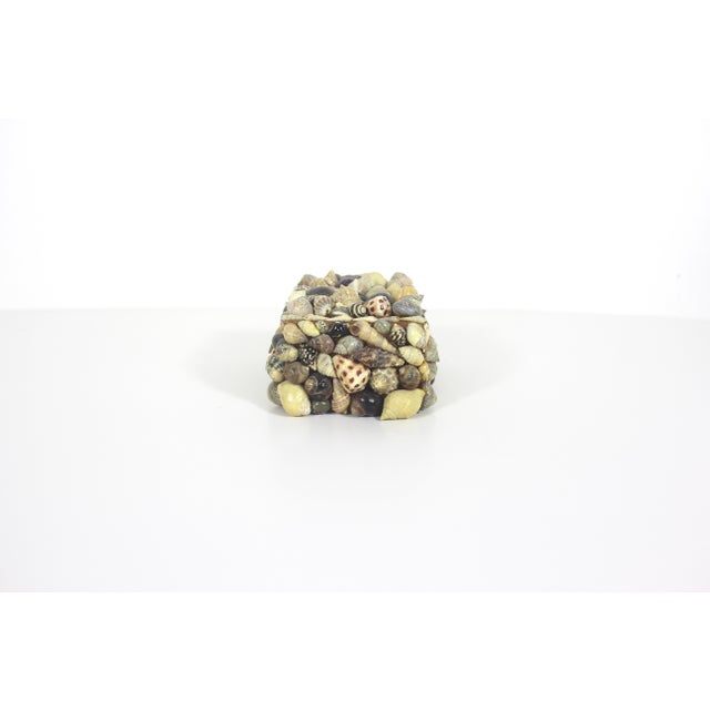Vintage Snail Shell Encrusted Box For Sale - Image 10 of 11