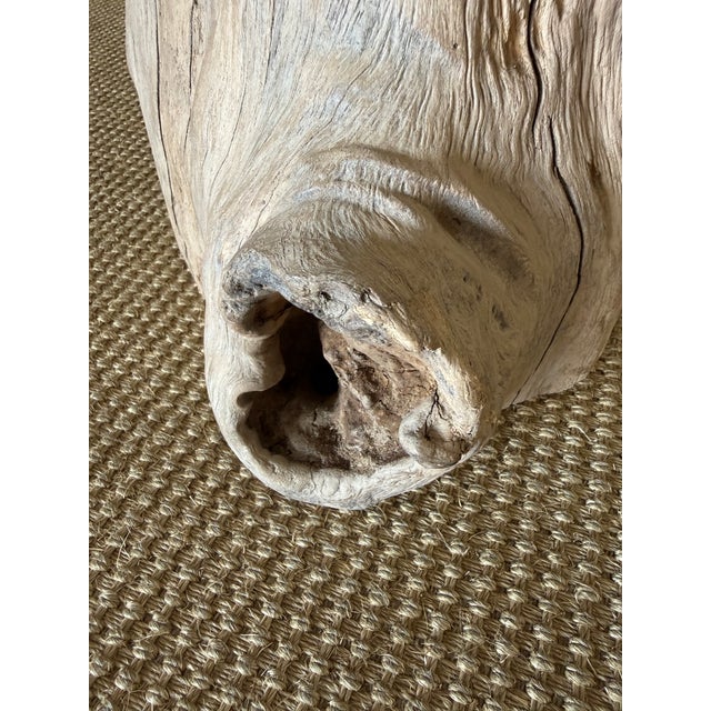Elm Wood Stump Table 52926f For Sale In Los Angeles - Image 6 of 8