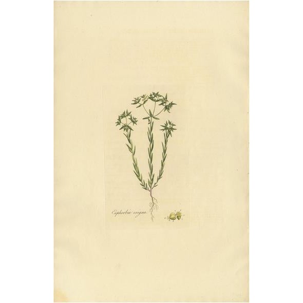 Curtis, Botany Illustration of Euphorbia Exigua, 1817, Print For Sale - Image 6 of 6