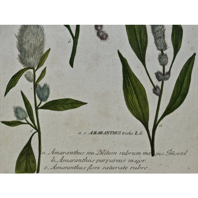 Realism Purple Amaranth: 18th Century Hand Colored Botanical Engraving by J. Weinmann For Sale - Image 3 of 5