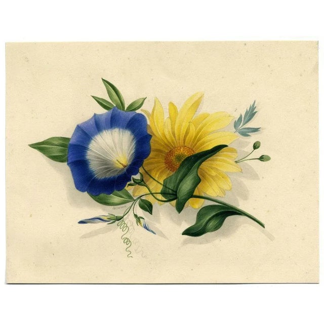 An original c.1825 watercolour painting, James Holland OWS, Morning Glory & Marguerite Daisy Flower.An exceptional flower...