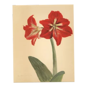 1940 French Botanical by Arlette Davids-Amaryllis, Matted