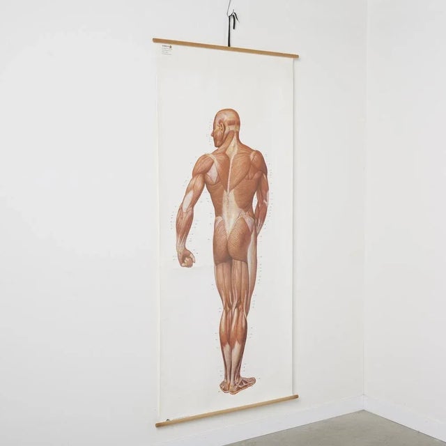 Textile Large Anatomical Wall Chart from Deutsche Hygiene Museum, Dresden, 1992 For Sale - Image 7 of 8