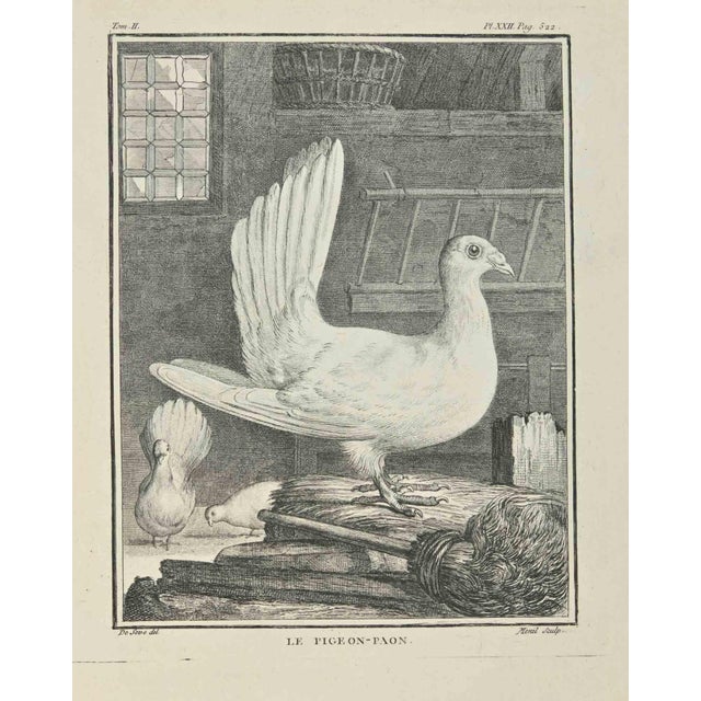 Le Pigeon- Paon is an etching made by Jacques Menil in 1771.Signed in plate. The artwork Belongs to the suite "Natural,...