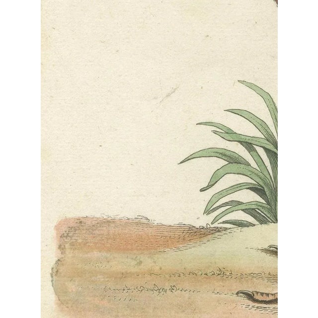 Johann Michael Seligmann, Red Curlew, 1770, Hand-Colored Engraving For Sale - Image 3 of 9