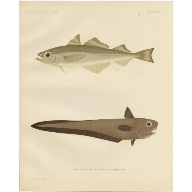 Erdmann, Esmarks Cod and Grenadier Fish, 1895, Lithograph For Sale - Image 10 of 10