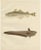 Erdmann, Esmarks Cod and Grenadier Fish, 1895, Lithograph For Sale - Image 10 of 10
