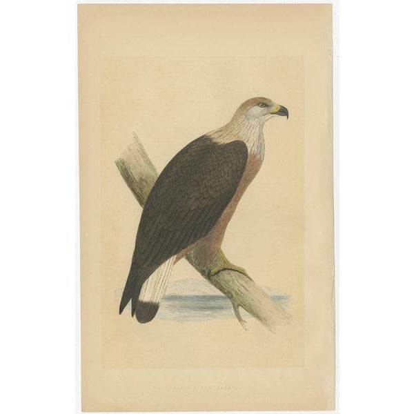 Eagles and Their Eggs, Paper, Set of 4 For Sale - Image 4 of 9