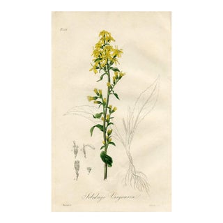 1836, Goldenrod Botanical Print, Medical Botany, Original Antique Botanical Engraving, England For Sale