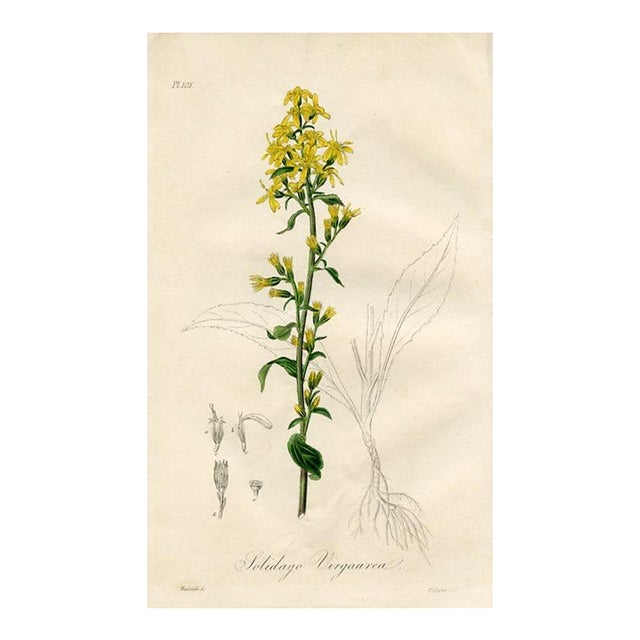 1836, Goldenrod Botanical Print, Medical Botany, Original Antique Botanical Engraving, England For Sale