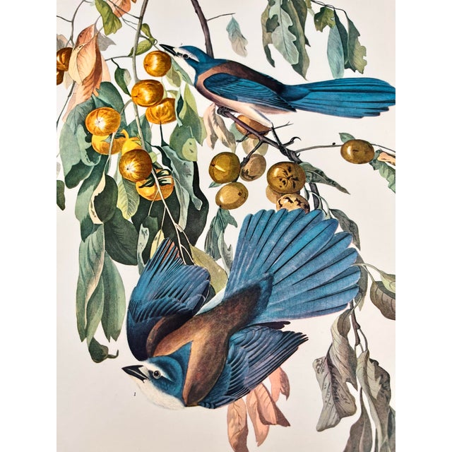 John James Audubon 1964 Audubon Folio Lithograph Great Bird Paintings – “Florida Jay” 17x14 For Sale - Image 4 of 8