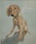 An adorable oil pastel painting or drawing of Vizsla puppy named JASPER by Pam Baldwin. Framed by the artist, this is one...