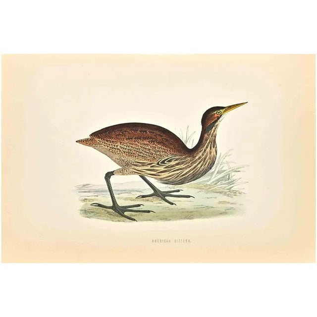American Bittern is a modern artwork realized in 1870 by the British artist Alexander Francis Lydon (1836-1917). Woodcut...