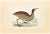 American Bittern is a modern artwork realized in 1870 by the British artist Alexander Francis Lydon (1836-1917). Woodcut...