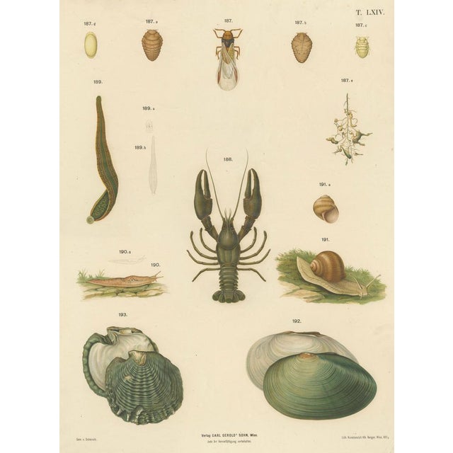 Large Antique Zoology Poster – Crayfish, Leeches, Snails, Insects c.1880 : This large antique zoological teaching poster...