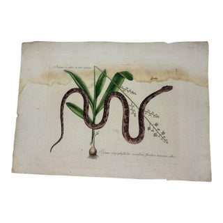 Mark Catesby, the Corn Snake With Bahaman Orchid, Plate 55, 18th C Engraving For Sale