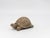 Vintage Reconstituted Stone Tortoise or Turtle Garden Ornament, England 1970s For Sale - Image 4 of 8