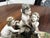 Porcelain Group of Nude Putti & the Goat Amalthea on Wooden Display Stand For Sale - Image 14 of 16