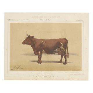 Olivier De Penne, Ayrshire Cow, Scottish Dairy Cattle, 1863, Chromolithograph For Sale