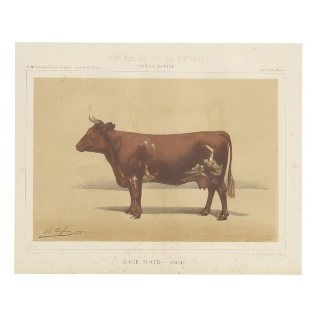 Olivier De Penne, Ayrshire Cow, Scottish Dairy Cattle, 1863, Chromolithograph For Sale