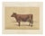 Olivier De Penne, Ayrshire Cow, Scottish Dairy Cattle, 1863, Chromolithograph For Sale