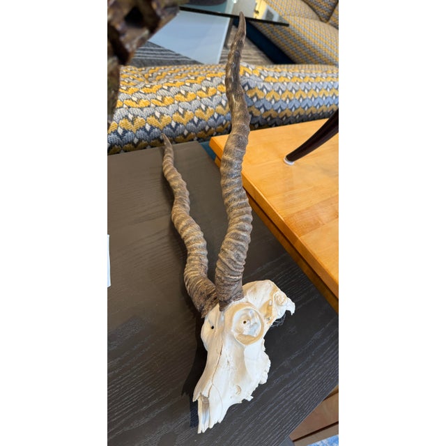 Vintage Blackbuck Skull + Horns For Sale - Image 10 of 12