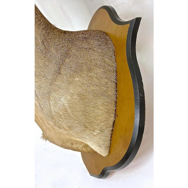 Beige Whitetail Deer Shoulder Mount For Sale - Image 8 of 9