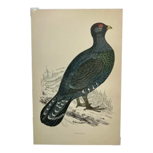 Antique Hand Tinted Bird Print From England Featuring a Majestic Black Capercali/Capercaillie - Circa 1888