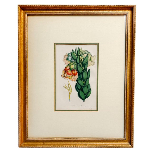 Set of three authentic 19th-century botanical chromolithographs sourced from the prestigious Flore des Serres et des...