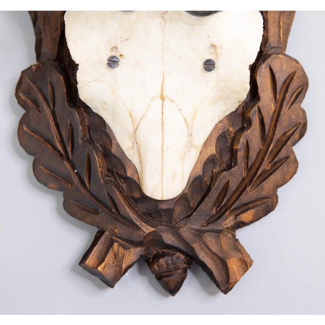 Early 20th Century Black Forest Chamois Antlers Hunting Trophy Mount For Sale - Image 5 of 7
