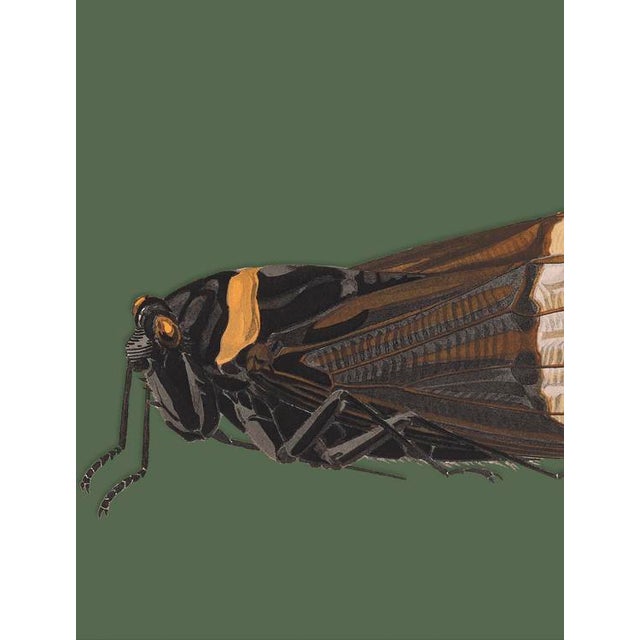 The series was produced by CFA editions from original pochior prints by E.A. Seguy. The series of insects that Seguy...