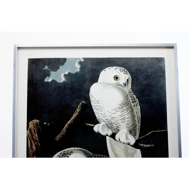 Audubon Snowy Owl Plate 121 Havell Oppenheimer Edition Chairish