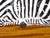 Black Mid 20th Century Italian Painted Terracotta Statue of a Brown Eyed Zebra Resting on the Ground For Sale - Image 8 of 9