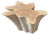 Andrianna Shamaris Amorphous Bleached Teak Wood Table For Sale