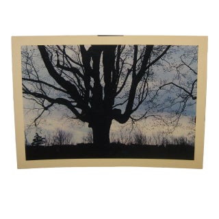 1962 Sugar Maple Photo by Daniel Farber For Sale