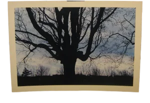 1962 Sugar Maple Photo by Daniel Farber