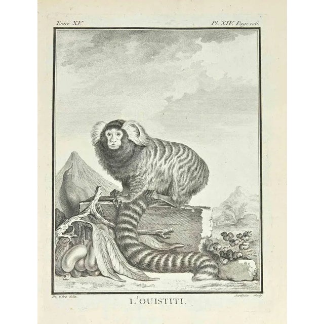 L'Ouistiti is an etching realized by Clause Jardinnier in 1771. The artwork Belongs to the suite "Natural, general and...