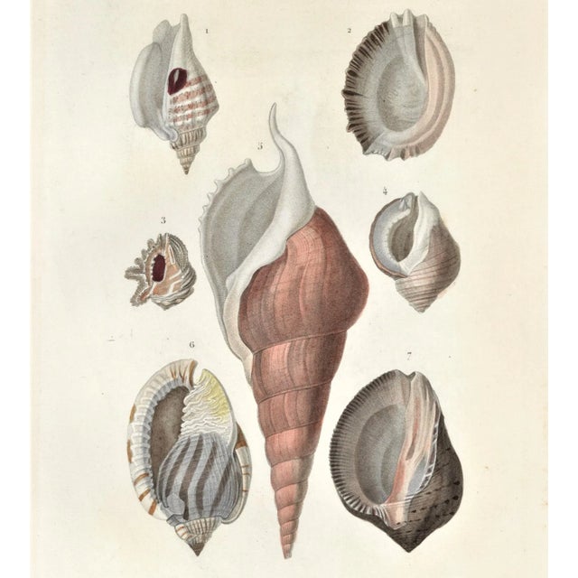 This is one of several antique hand-colored engravings of mollusks that we are offering in our shop. (See others) The...