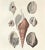 This is one of several antique hand-colored engravings of mollusks that we are offering in our shop. (See others) The...
