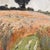Fernand Quignon, Walking Through the Wheat Fields, 20th Century, Oil on Board, Framed For Sale - Image 12 of 18