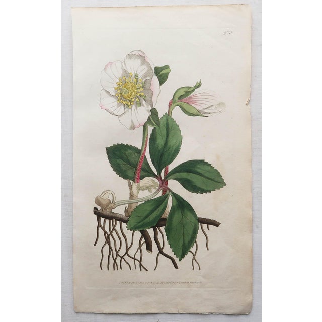 After Sowerby, Botanical Prints, 1793, Lithograph, Set of 12 For Sale - Image 13 of 14