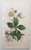 After Sowerby, Botanical Prints, 1793, Lithograph, Set of 12 For Sale - Image 13 of 14