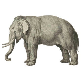 Jean Charles Baquoy, L'Elephant, Etching, 1771 For Sale