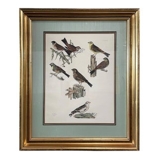 19th Century Antique English Hand Colored Bunting Bird Engraving For Sale