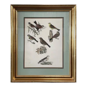 19th Century Antique English Hand Colored Bunting Bird Engraving