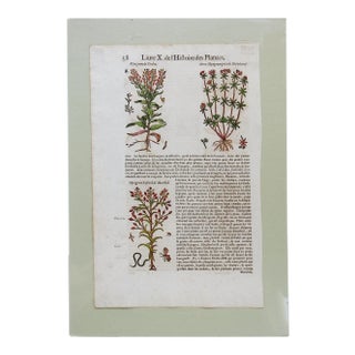 1653 Gerard Herbal Hand Colored Botanical Woodcut For Sale