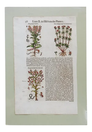 1653 Gerard Herbal Hand Colored Botanical Woodcut