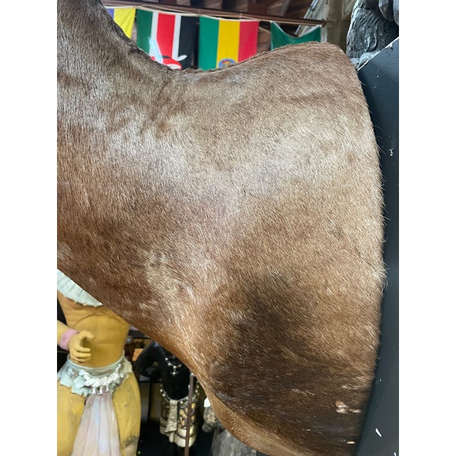 Brown Large Vintage African Red Hartebeest Taxidermy Shoulder Mount For Sale - Image 8 of 10