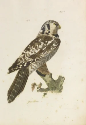 Antique 1850s Bird of Prey Engraving Print