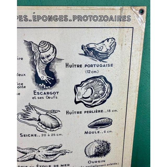 French Double-Sided Poster of Mollusks and Crustaceans For Sale - Image 4 of 18